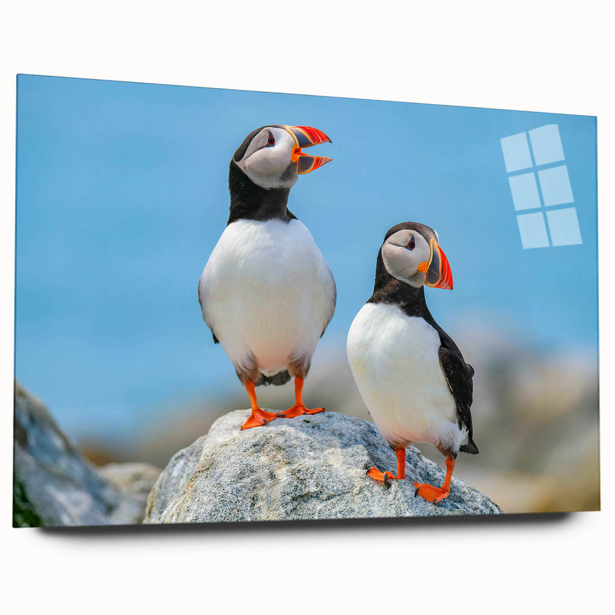 Colorful acrylic glass wall art showcasing a vibrant puffin design, elegantly displayed from the side view, perfect for enhancing modern home decor.