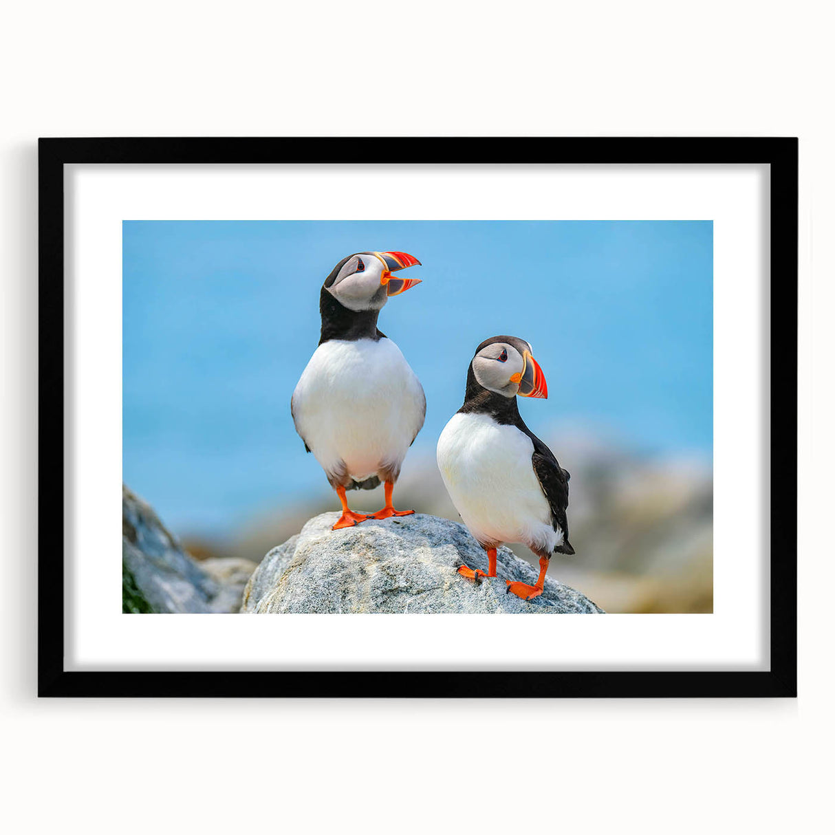 Framed wall art featuring a vibrant puffin design, set in a sleek black frame with a white mat, perfect for modern decor and bird enthusiasts.