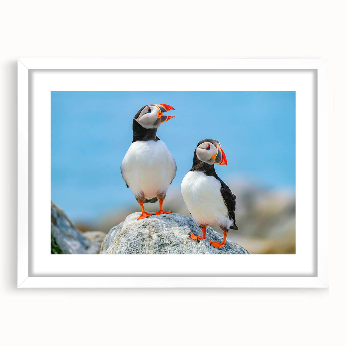 Framed wall art featuring a vibrant puffin design in a white mat, showcasing colorful birds against a clean backdrop, ideal for modern decor.