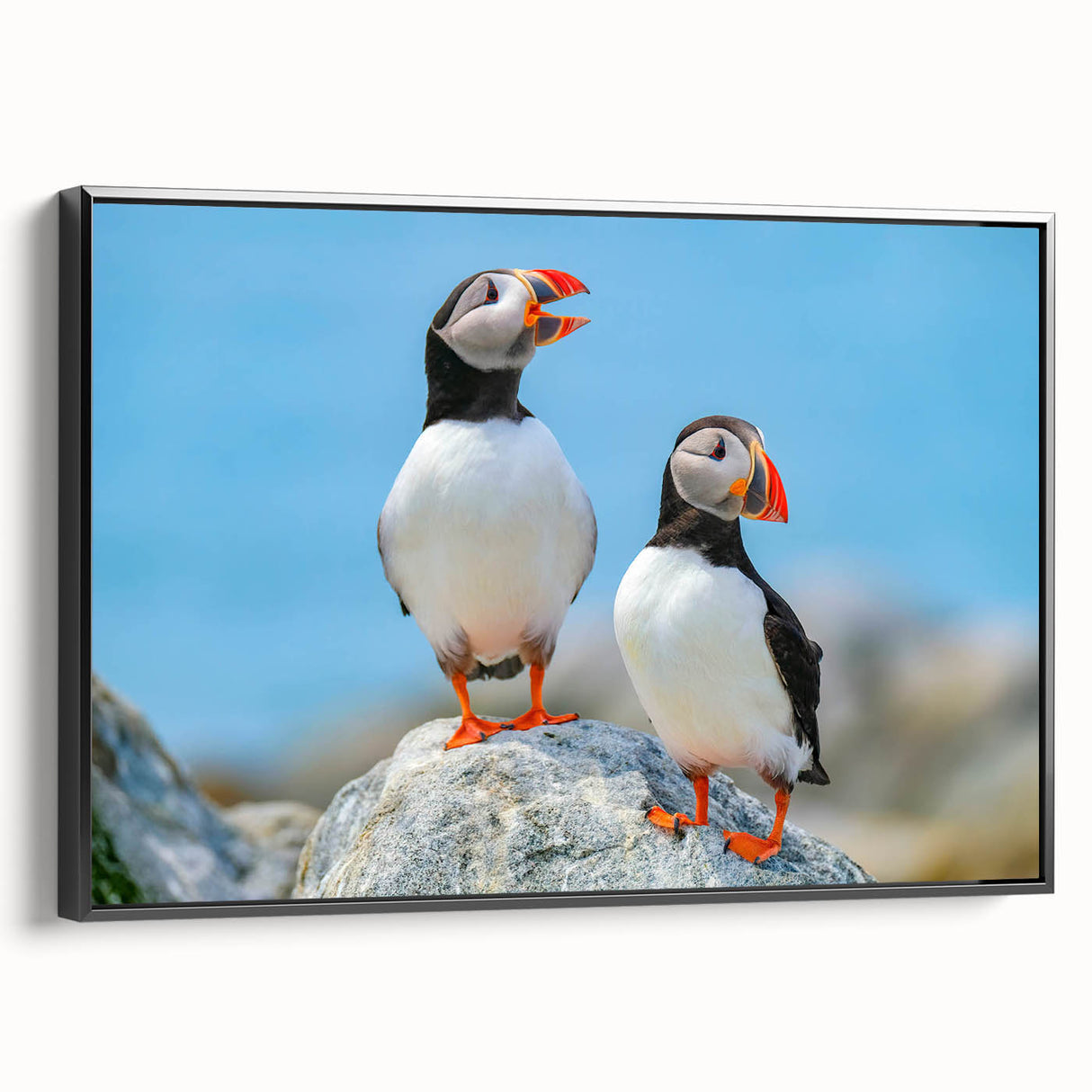 Framed canvas wall art featuring a colorful puffin design on a black background, showcasing vibrant colors and intricate details, perfect for bird lovers’ decor.