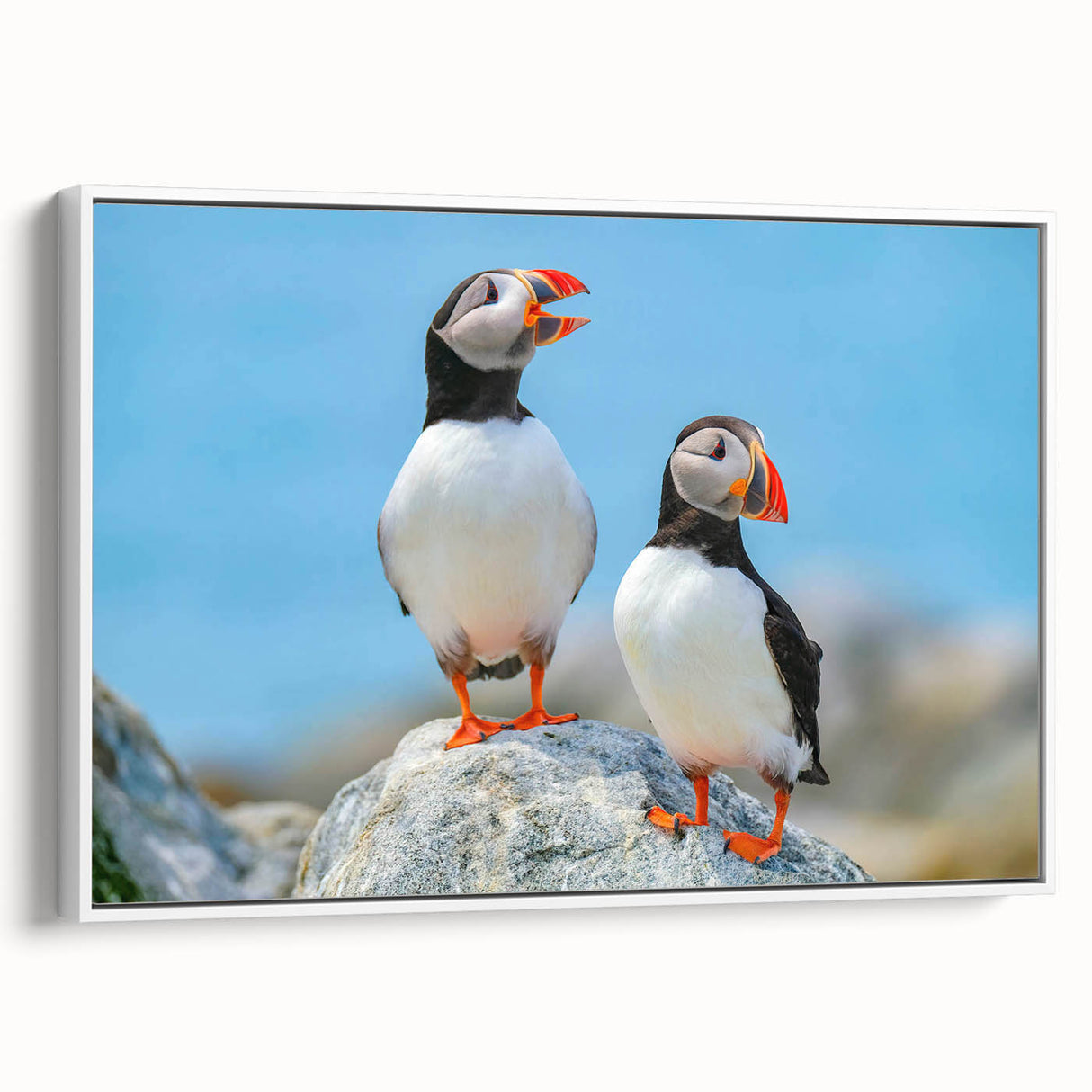 Framed canvas wall art featuring a vibrant puffin design in bold colors, displayed against a white backdrop, ideal for modern coastal decor.
