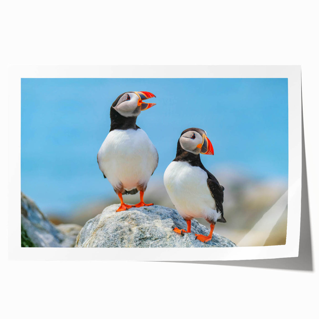Colorful wall art print featuring a puffin design, showcasing vibrant colors and intricate details, perfect for adding a coastal touch to home decor.