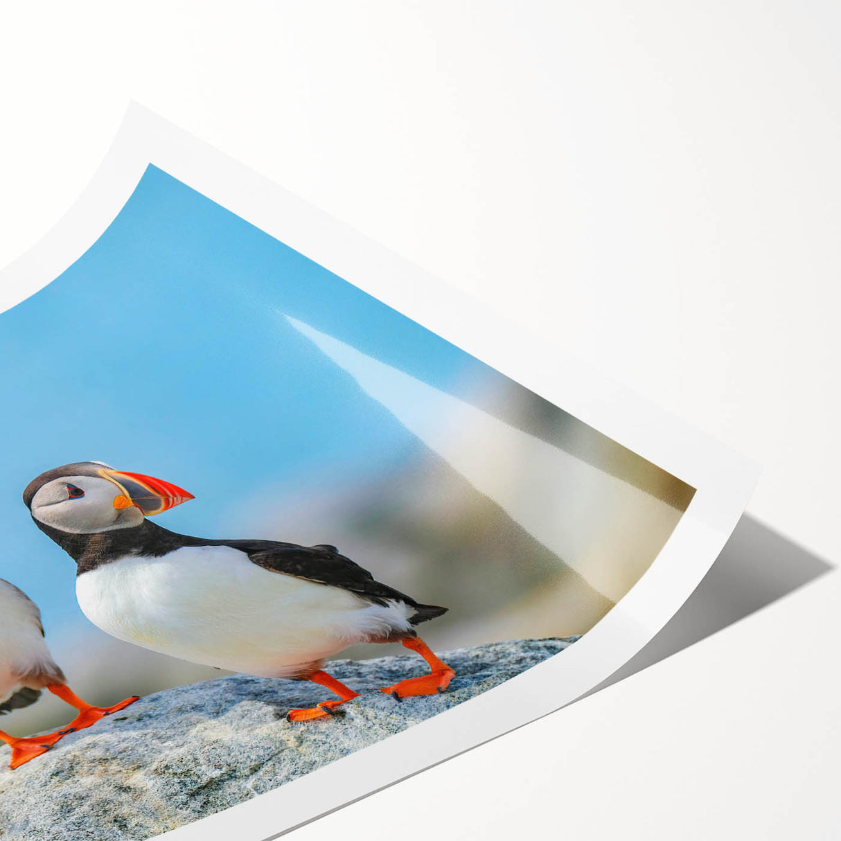 Colorful puffin wall art design featuring vibrant birds in a whimsical style, printed on high-quality paper, ideal for enhancing home decor and art collections.