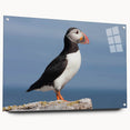 Acrylic wall art collection showcasing a vibrant puffin design, displayed from a side view with decorative pins, perfect for enhancing modern home decor.