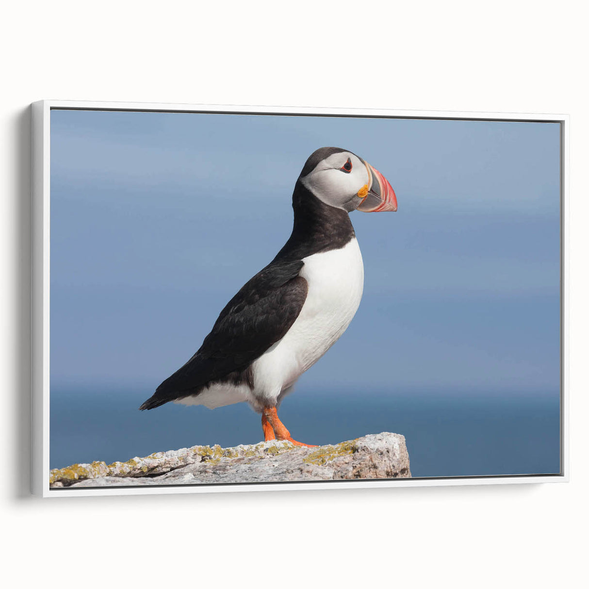 Framed canvas wall art showcasing a vibrant puffin design on a white background, presented in a side view to highlight its sleek edges and modern aesthetic. Perfect for enhancing coastal-themed decor or bird lover's collections.