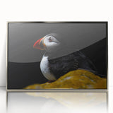 Framed wall art featuring a vibrant puffin design, showcasing detailed colors and textures in a sleek silver frame, perfect for modern decor.