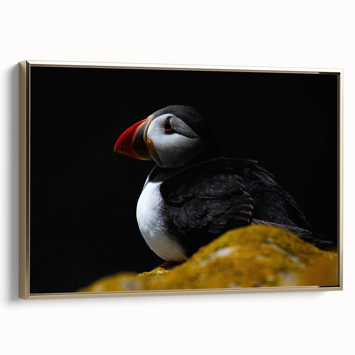 Framed wall art featuring a vibrant puffin design on canvas, showcasing bold colors and intricate details, set against a gold frame, ideal for bird lovers.