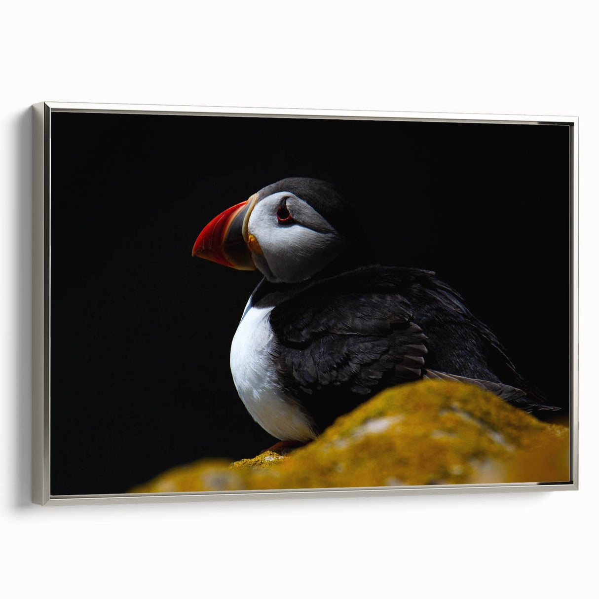 Framed canvas wall art featuring a vibrant puffin design in a silver frame, showcasing colorful birds against a neutral background, ideal for modern decor.
