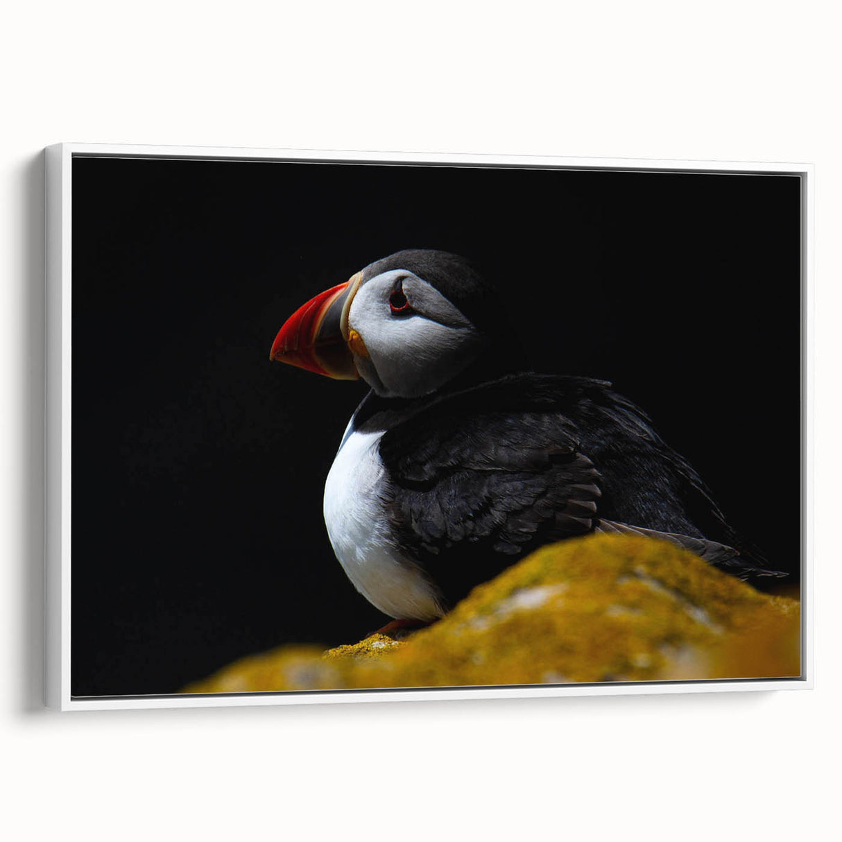 Framed canvas wall art showcasing a vibrant puffin design against a white background, ideal for coastal-themed decor, adding a touch of nature and color to any space.