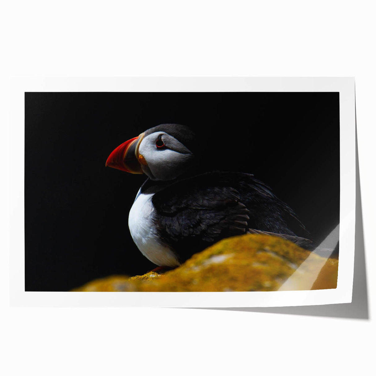 Colorful puffin wall art print showcasing vibrant illustrations of puffins against a minimalist background, ideal for nature-themed decor and bird lovers.