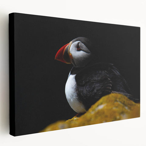 Vibrant puffin design stretched canvas wall art showcasing colorful marine life against a textured background, perfect for modern home decor.