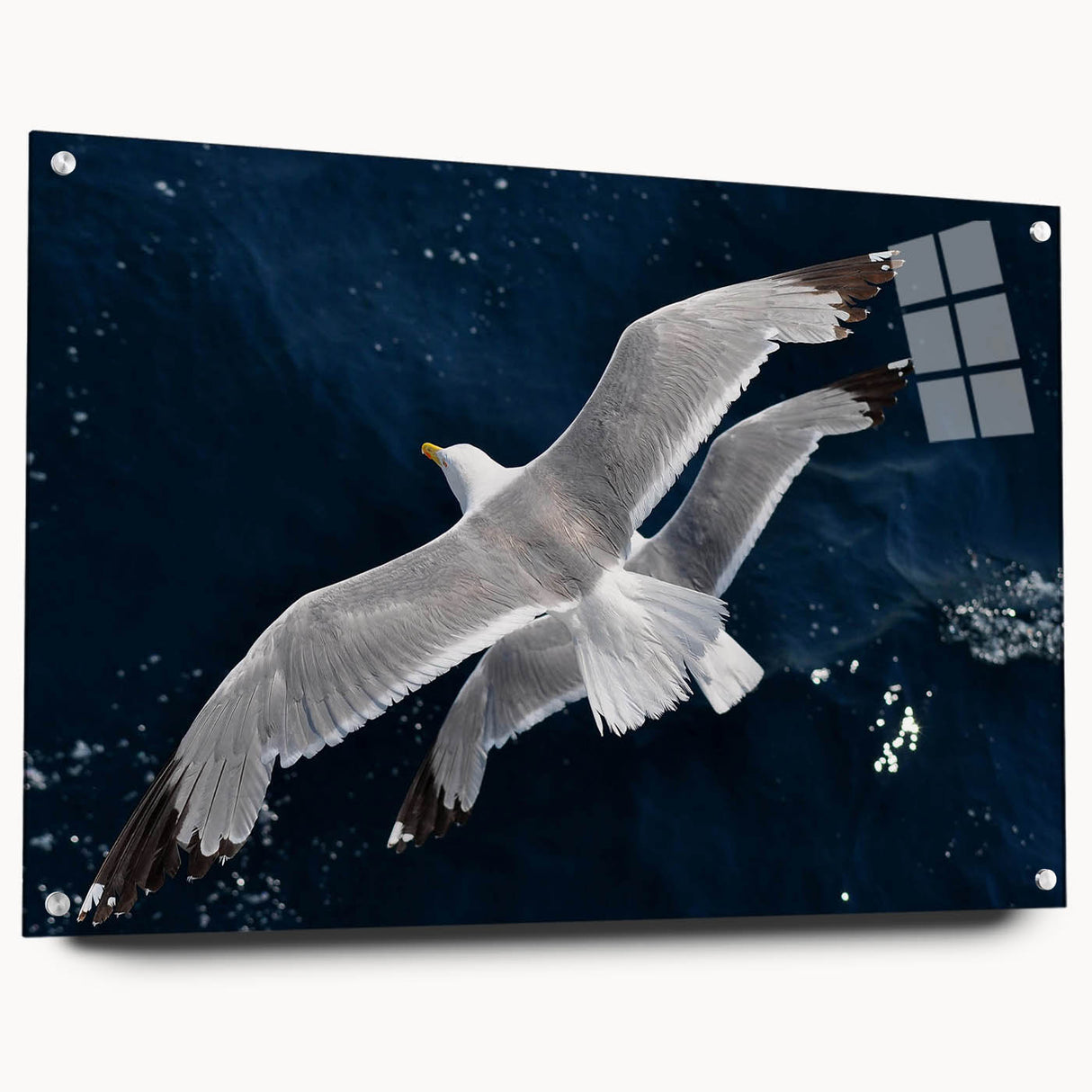 Acrylic glass wall art featuring a vibrant sea bird design, side view showcasing the secure pins holding the artwork in place, ideal for coastal-themed decor.