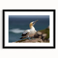 Framed wall art collection featuring a vibrant sea birds design with a black mat and frame, ideal for coastal-themed home decor. The artwork showcases detailed illustrations of various birds in a serene ocean setting, enhancing any living space with a touch of nature.