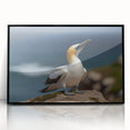 Framed wall art collection featuring a vibrant sea bird design in acrylic with a sleek black frame, perfect for coastal-themed decor or nature enthusiasts.