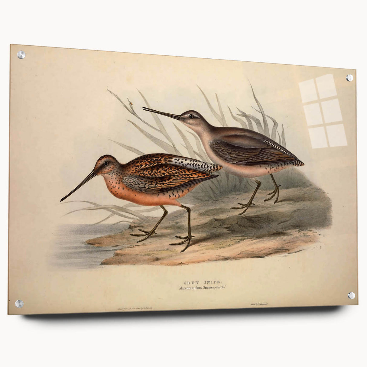 Side view of a wall art piece showcasing a collection of shorebird designs printed on acrylic glass, featuring vibrant colors and intricate details, secured with pins for display.