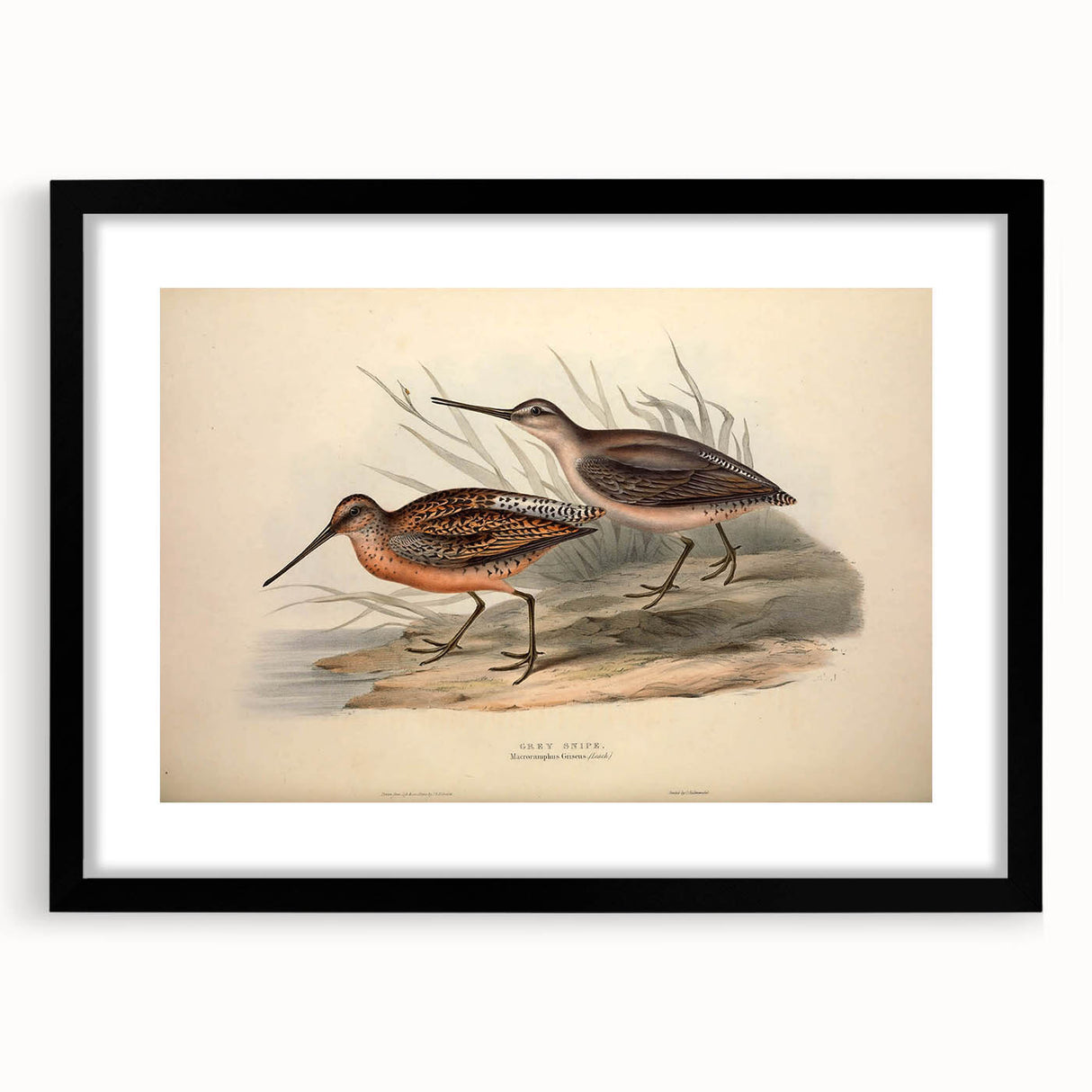 Framed wall art showcasing a collection of shorebirds in a minimalist black mat, perfect for coastal-themed decor or nature enthusiasts, enhancing any room's ambiance.