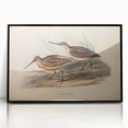 Framed wall art featuring a collection of shorebirds in a sleek black frame, highlighting intricate details and vibrant colors, perfect for coastal decor enthusiasts.
