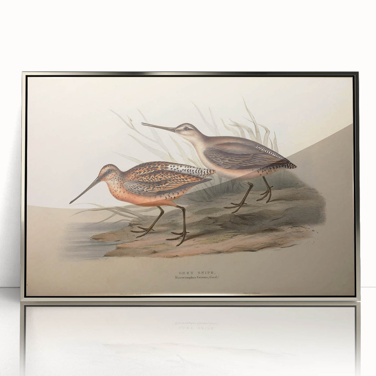 Framed wall art featuring a collection of shorebirds in detailed illustrations, presented in sleek silver acrylic, enhancing any coastal decor.