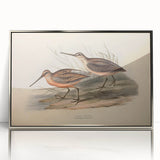 Framed wall art featuring a collection of shorebirds in detailed illustrations, presented in sleek silver acrylic, enhancing any coastal decor.
