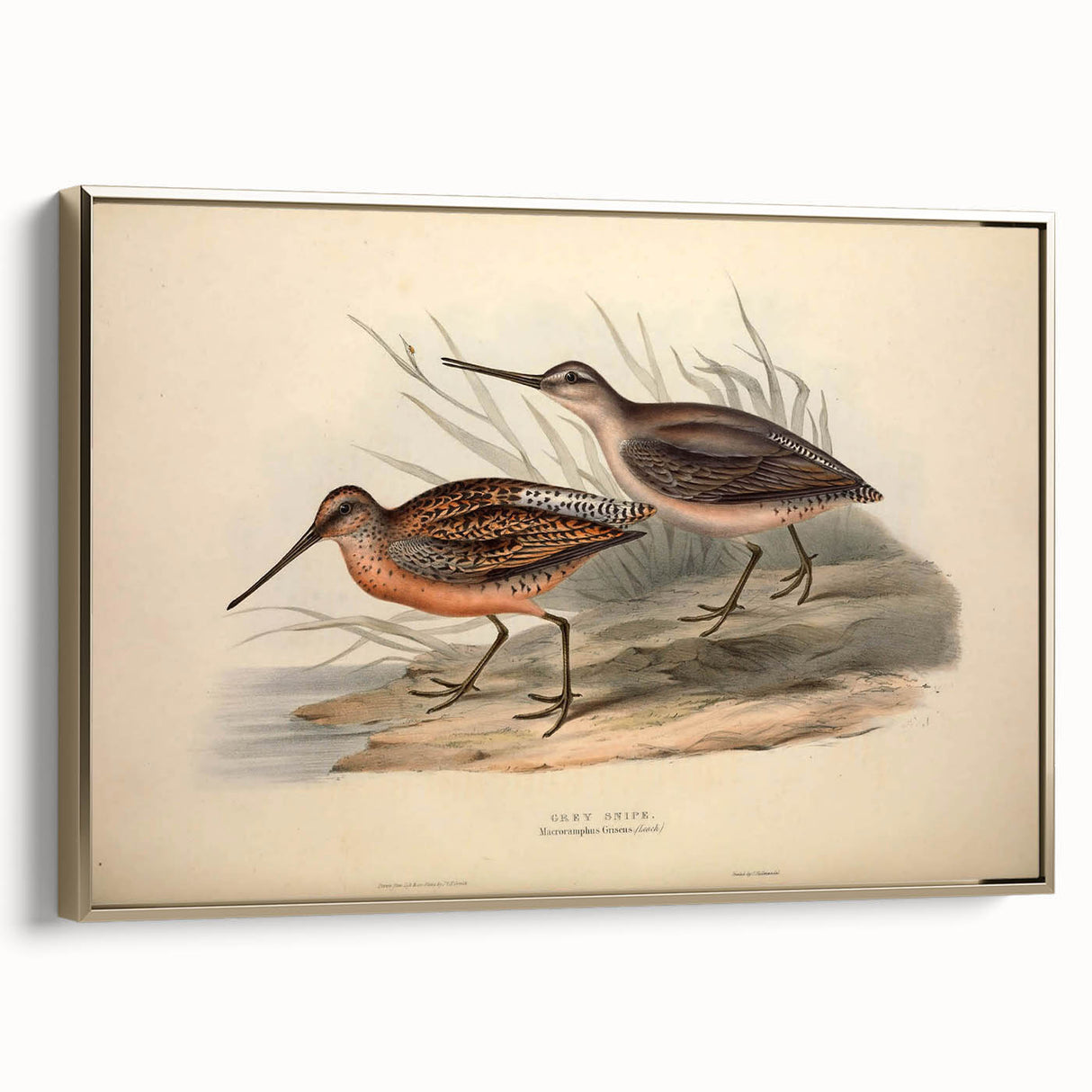 Framed canvas wall art showcasing a collection of elegant shorebirds in gold tones, ideal for coastal-themed home decor, enhancing any living space with nature-inspired beauty.