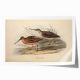 Colorful illustration of shorebirds in a coastal landscape, showcasing intricate details and vibrant hues, perfect for beach-themed decor and nature lovers.