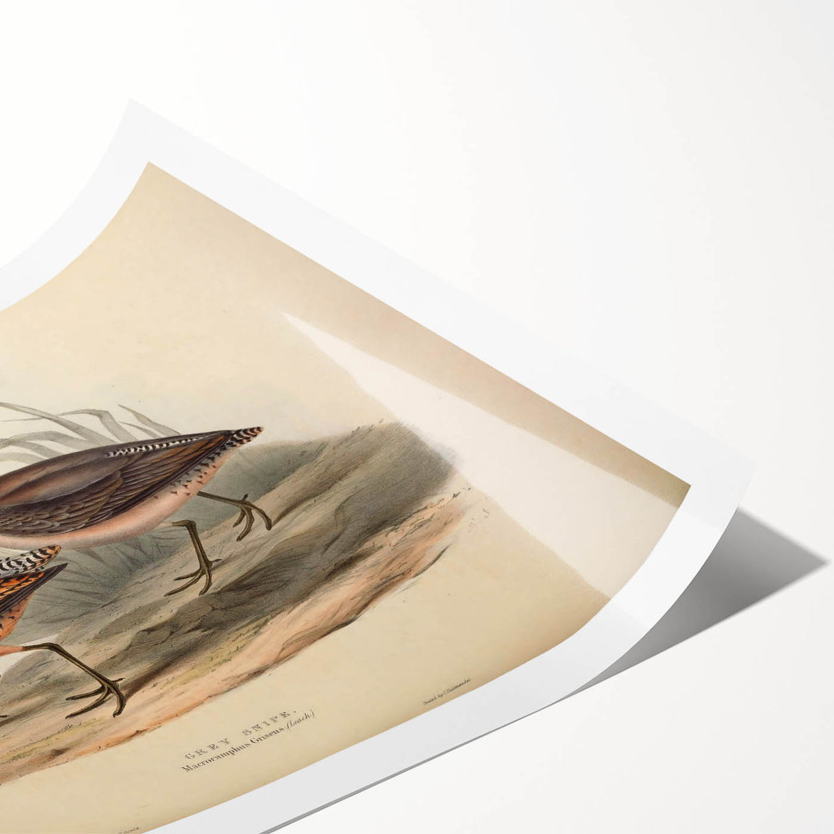 Colorful shorebirds depicted in a whimsical design on a rolled wall art print, showcasing vibrant hues of blue, orange, and yellow, ideal for coastal decor.
