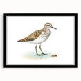 Framed wall art collection showcasing a vibrant design of shorebirds, featuring a sleek black frame and mat, ideal for coastal-themed decor.
