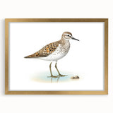 Framed wall art featuring a collection of colorful shorebirds in vibrant hues, set in a gold frame with a mat, ideal for coastal-themed decor.