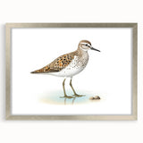 Framed wall art showcasing a collection of colorful shorebirds, featuring a sleek silver frame and white matting, perfect for coastal-themed decor.