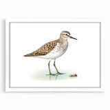 Framed wall art featuring a collection of colorful shorebirds in a natural setting, with a white mat and sleek frame, perfect for coastal-themed decor.