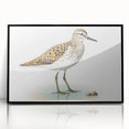Framed wall art featuring a collection of shorebird designs in vibrant colors, set in a sleek black frame, perfect for enhancing coastal home decor.