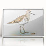 Framed wall art featuring a collection of vibrant shorebirds in various colors, displayed in a white frame, ideal for coastal-themed home decor.