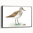Framed wall art featuring a collection of shorebirds in a black frame, showcasing detailed illustrations of various species against a neutral background. Ideal for coastal decor enthusiasts.