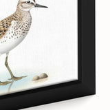 Framed canvas wall art showcasing a vibrant collection of shorebirds in natural colors, highlighting intricate details and textures for an elegant coastal decor accent.