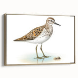 Framed canvas wall art showcasing a vibrant shorebirds design with a gold frame, perfect for coastal-themed decor. Adds elegance and nature-inspired charm to any space.