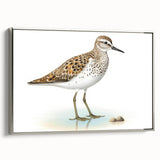 Framed wall art collection showcasing elegant shorebirds in a silver frame, highlighting detailed bird illustrations on a textured canvas background. Ideal for coastal-themed decor.
