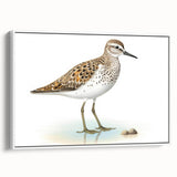 Framed wall art depicting a collection of shorebirds in a coastal setting, showcasing detailed illustrations and a white frame, perfect for nautical-themed decor.