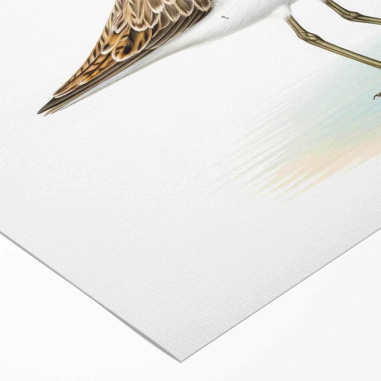 Colorful rolled canvas showcasing a vibrant collection of shore bird designs, ideal for coastal-themed decor. The artwork features detailed illustrations of various shore birds against a soft background, perfect for adding a touch of nature to any living space.