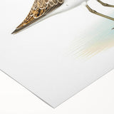 Colorful rolled canvas showcasing a vibrant collection of shore bird designs, ideal for coastal-themed decor. The artwork features detailed illustrations of various shore birds against a soft background, perfect for adding a touch of nature to any living space.