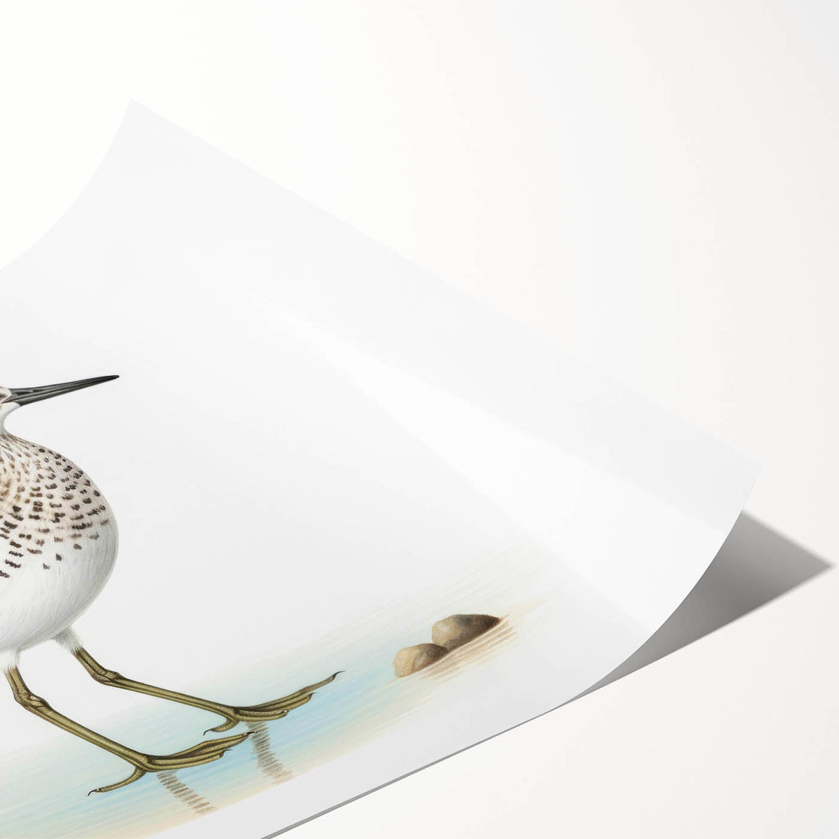 Shorebirds wall art design featuring a collection of various bird species in a coastal setting, printed on high-quality canvas and rolled for easy display.