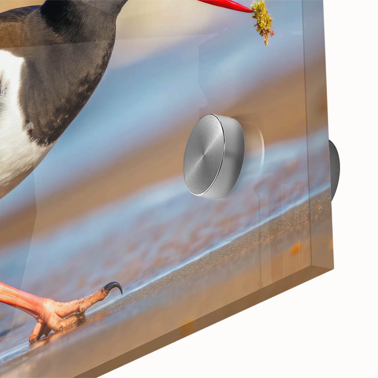 Close-up of a vibrant wall art collection showcasing shorebirds in intricate detail, featuring acrylic glass for a modern touch, perfect for coastal decor enthusiasts.