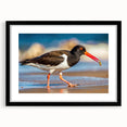 Framed black wall art featuring a collection of shorebirds in detailed illustrations, designed with a white mat and sleek black frame to enhance any decor.