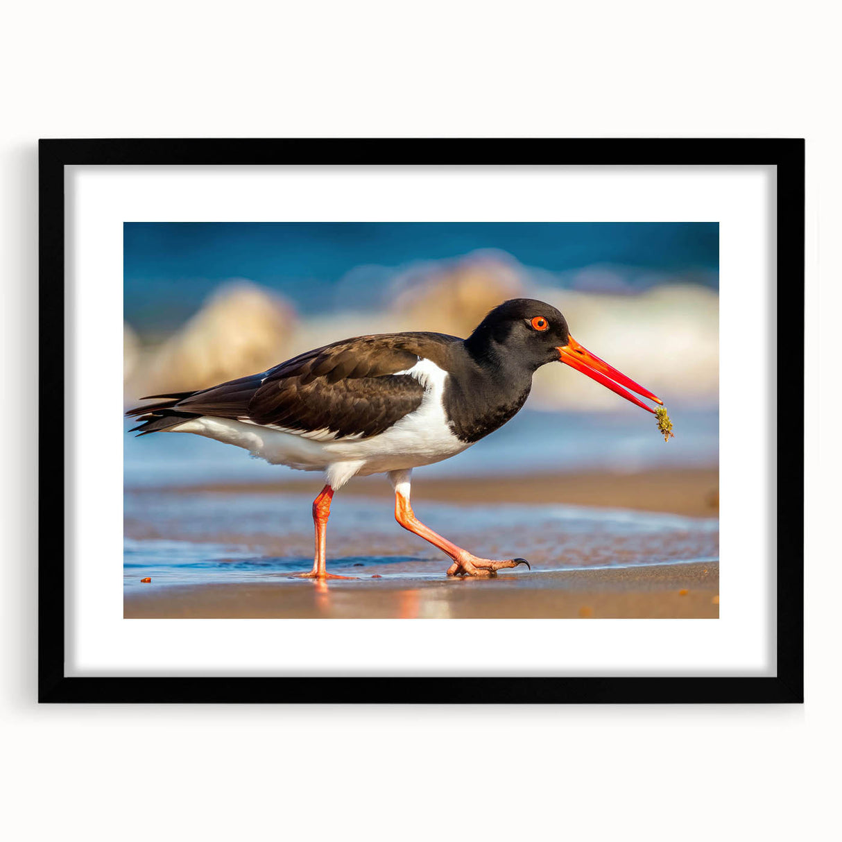 Framed black wall art featuring a collection of shorebirds in detailed illustrations, designed with a white mat and sleek black frame to enhance any decor.