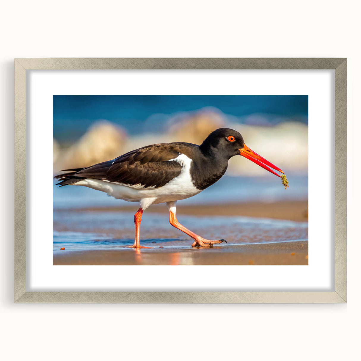 Framed wall art collection featuring intricately designed shorebirds in a silver frame, showcasing vibrant colors and detailed illustrations, ideal for coastal decor.