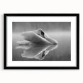 Elegant black-framed wall art featuring a serene swan design, highlighted against a crisp white mat, ideal for modern home decor and art enthusiasts.