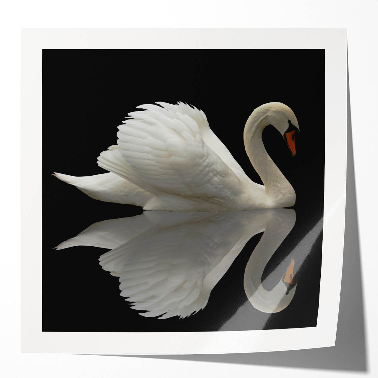 Elegant wall art collection showcasing a glossy print of swans in a serene lake setting, perfect for home decor. Ideal for enhancing living spaces with nature-inspired aesthetics.