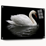 Swan wall art collection displayed in a modern acrylic glass frame, showcasing intricate bird designs with pins, perfect for contemporary decor enthusiasts.