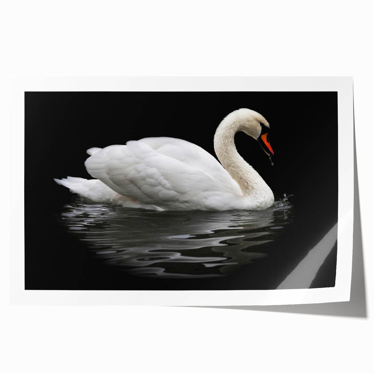 Elegant wall art print featuring a serene swan design in soft pastel colors, perfect for home decor. Ideal for adding a touch of tranquility to any room, this rolled print offers a unique artistic expression.