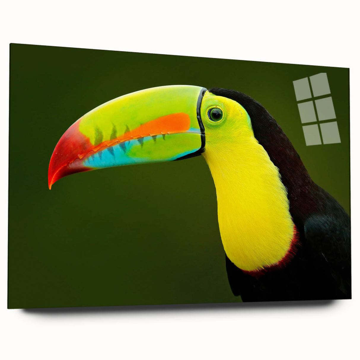 Vibrant tropical bird wall art collection displayed in acrylic glass, showcasing intricate designs and bright colors, ideal for modern home decor.