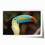 Vibrant tropical bird wall art print showcasing vivid colors and intricate details, designed for home decor, rolled for easy display and shipping. Ideal for nature enthusiasts and interior design lovers.